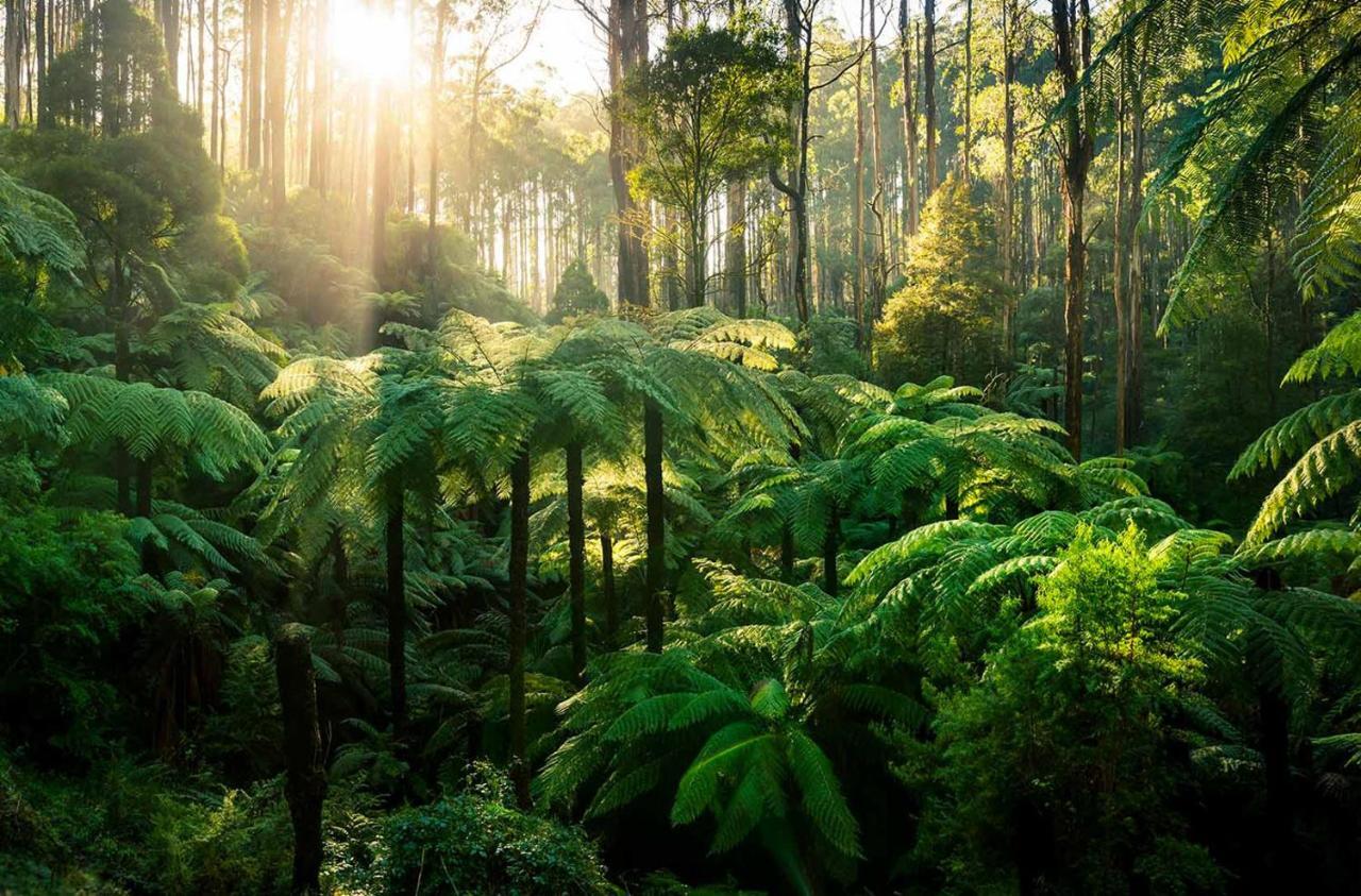 Ferny Hill Retreat, Emerald Victoria Leilighet Eksteriør bilde