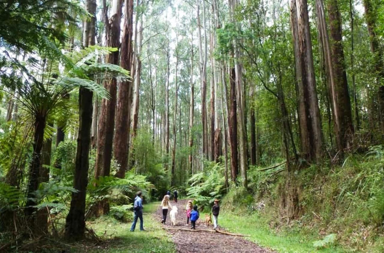 Ferny Hill Retreat, Emerald Victoria Leilighet Eksteriør bilde